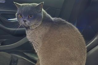 Diese Katze konnte in Rhaunen gerettet werden.