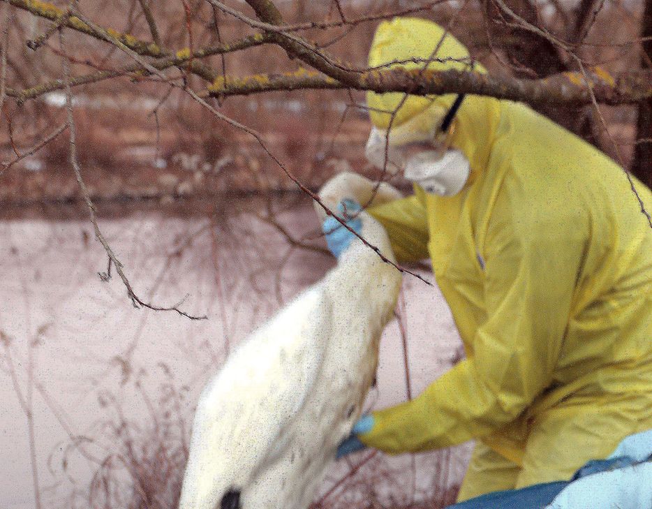 Viel mehr als ein Tümpel ist dem Höfener Schwan bei der aktuellen Trockenheit nicht geblieben. Baumaßnahmen im und am Weiher sollen seine Lebensqualität wieder verbessern. Foto: T. Förster
