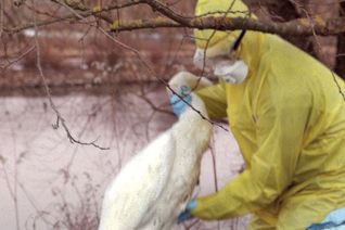 Viel mehr als ein Tümpel ist dem Höfener Schwan bei der aktuellen Trockenheit nicht geblieben. Baumaßnahmen im und am Weiher sollen seine Lebensqualität wieder verbessern. Foto: T. Förster