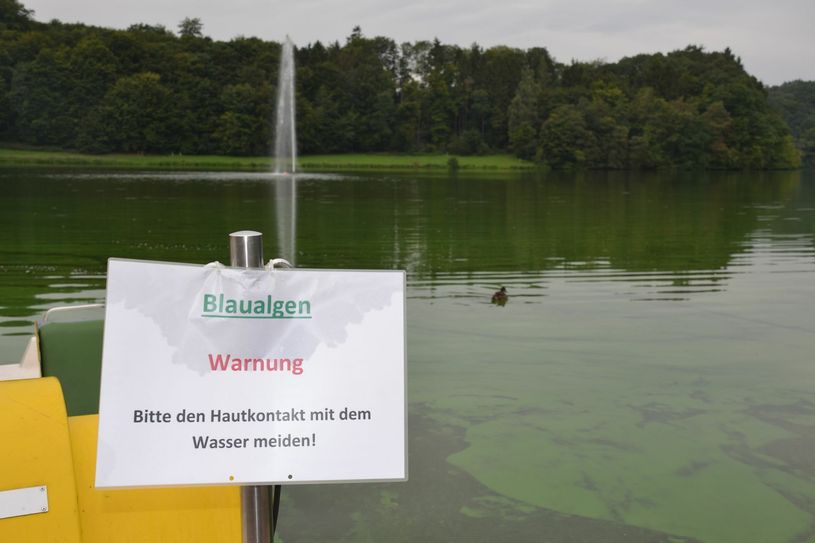 Giftige Blaulagen bedecken als grüner Teppich den Bitburger Stausee. Sie stellen eine Gefahr für die menschliche Gesundheit dar. Foto: S. Schönhofen