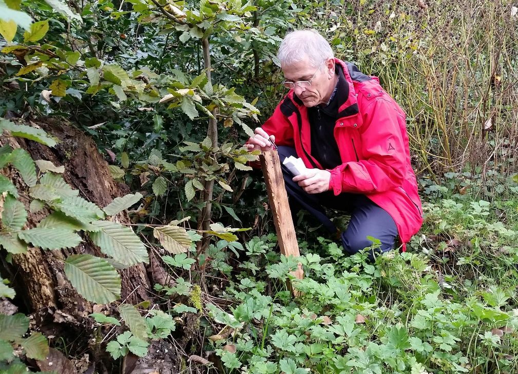 Klaus-Peter Kugel sammelt Haarproben am Lockstock ein. Foto: BUND Trier-Saarburg, Rolf Winkler