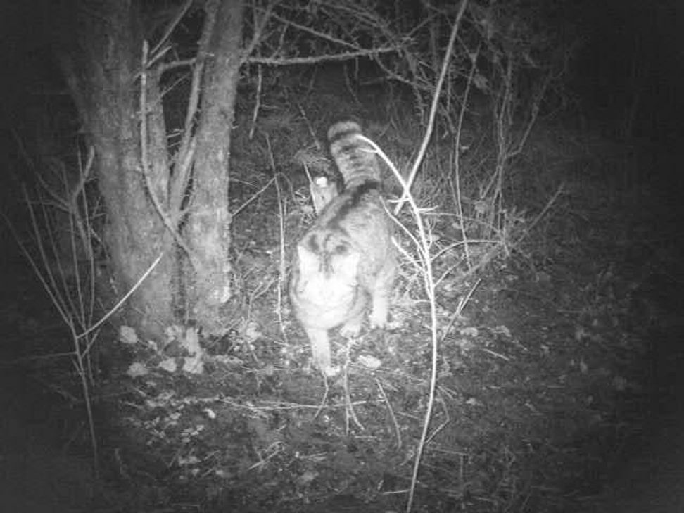 Wildkatze im Bereich des Brubacher Hofes in Trier-Mariahof. Foto: BUND Trier-Saarburg