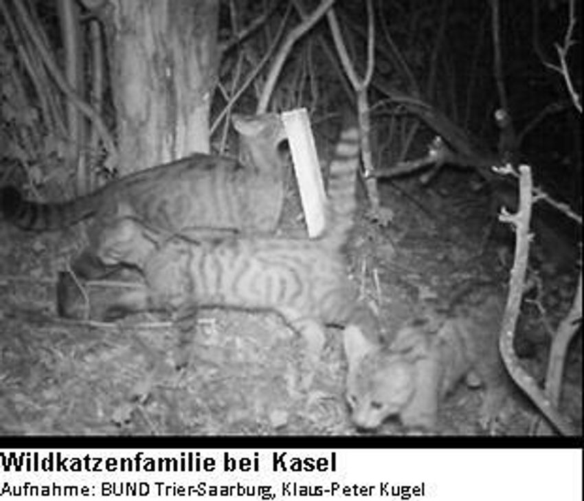 Wildkatzenfamilie bei  Kasel. Foto: BUND Trier-Saarburg, Klaus-Peter Kugel