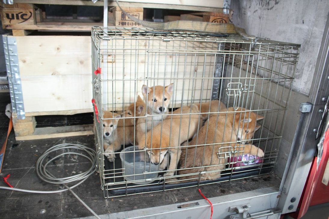 Die sieben Welpen sollten von Tschechien nach Großbritannien gebracht werden.