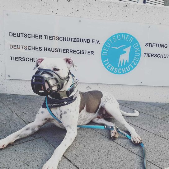 Gelistete Hunde müssen einen Maulkorb tragen. Foto: Veranstalter