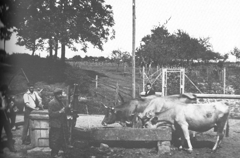 Viehtränke in der Eifel um 1928, Ort unbekannt