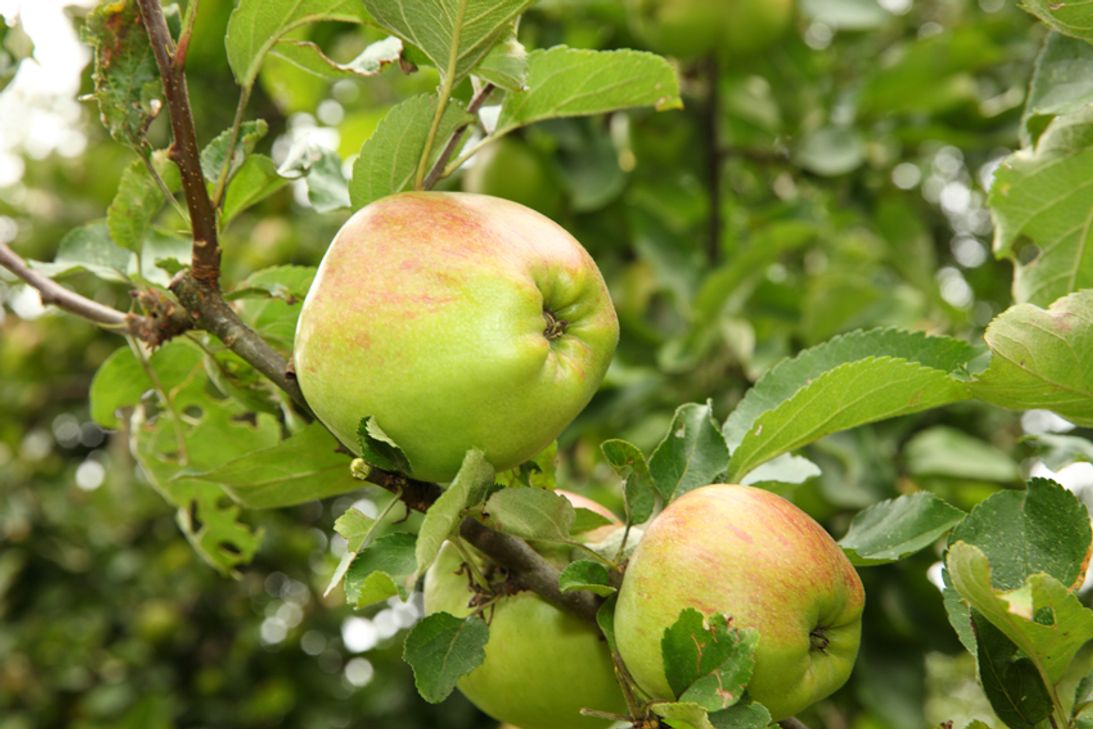Apfelbaum mit reifen Äpfeln.