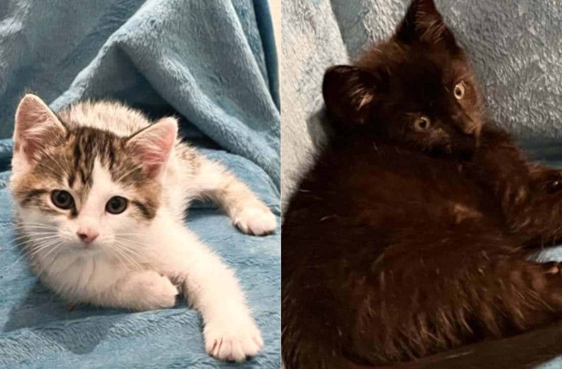 Die Beiden Katzenbabys Leo und Max