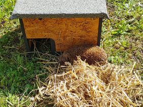 Um einen igelfreundlichen Garten geht es in dem Online-Vortrag der Igelexpertin Stefanie Parthier von der Igelnothilfe Krefeld.