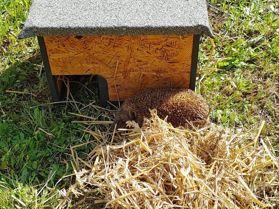 Um einen igelfreundlichen Garten geht es in dem Online-Vortrag der Igelexpertin Stefanie Parthier von der Igelnothilfe Krefeld.