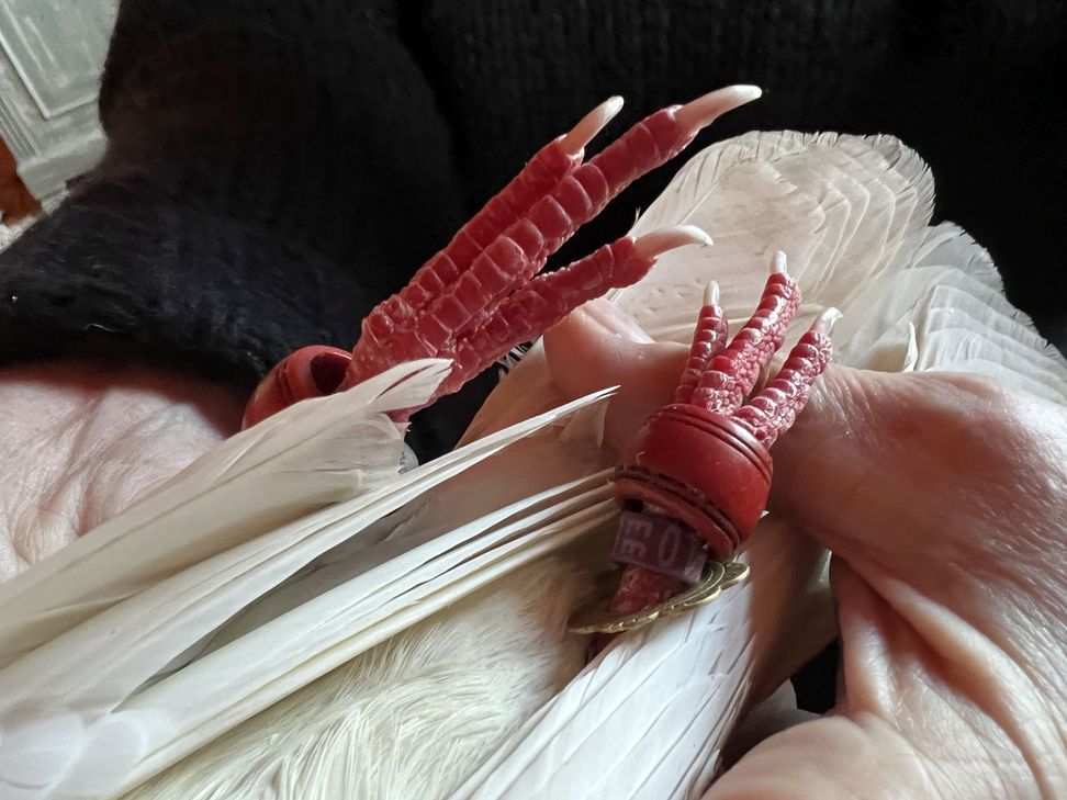 Die Hochzeitstaube, an deren Füßen diverse Ringe und Glöckchen angebracht sind, fand in Satzvey Unterschlupf.