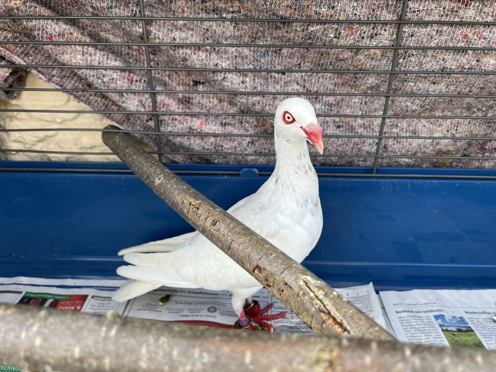 Die beiden Frauen hoffen, für Angelika ein artgerechtes Zuhause zu finden.