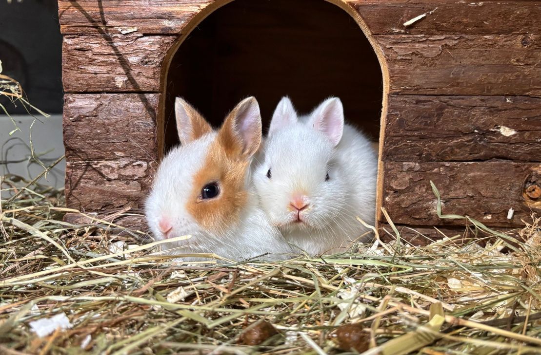 Regionale Tierschutzvereine bitten um Unterstützung für Hunderte von geretteter Kaninchen.