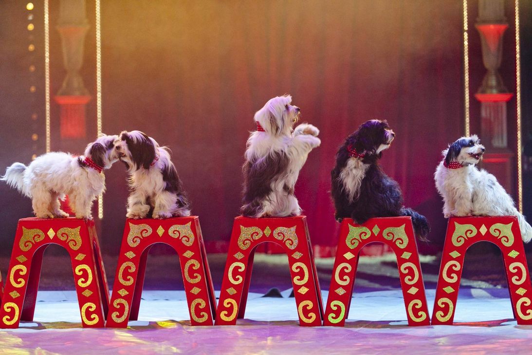 Artisten, Clowns und die Dresseure aus aller Welt geben sich ein Stelldichein im Messepark Trier. Fotos: Weihnachtscircus