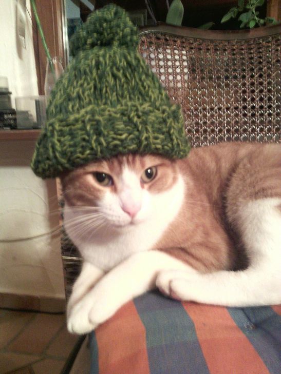 Kater Findus findet die Mützen von Diana Rosa Scholl einfach toll. Foto: privat