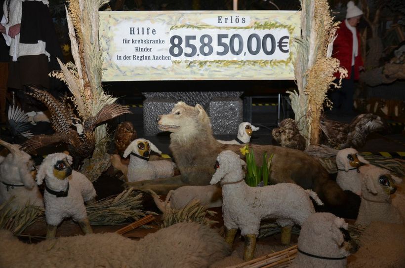 Friedlich liegen die Schafe vor dem Ergebnis von acht Wochen langer Arbeit des singenden Hirten in seiner einzigartigen Landschaftskrippe in der Höfener Pfarrkirche. Foto: T. Förster
