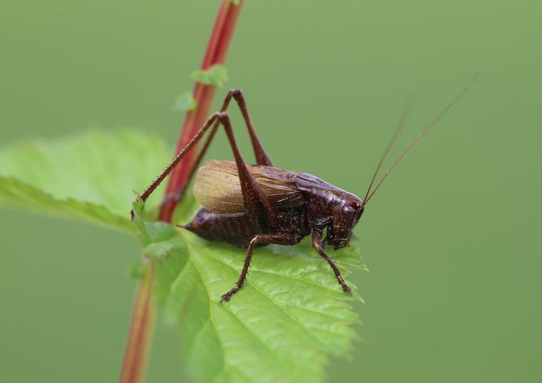 Ein männliches Exemplar der Adriati-schen Sumpf-Beißschrecke (Zeuneriana marmorata). Foto: Dr. Axel Hochkirch