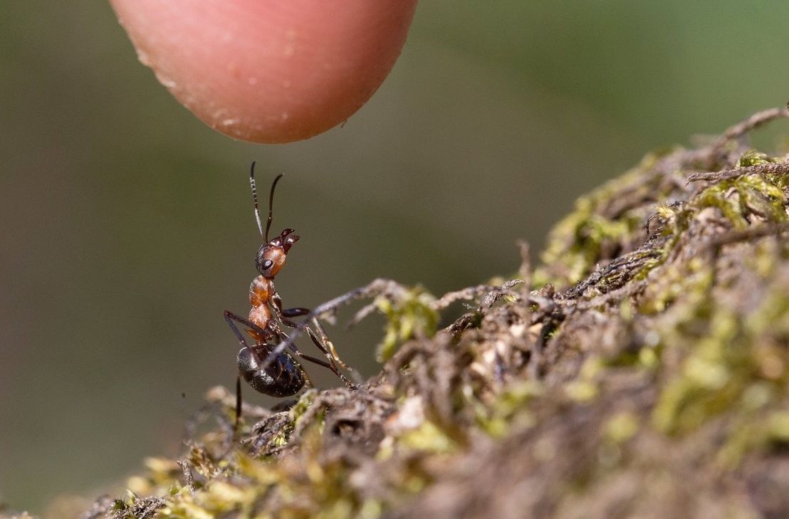 Ein Vortrag zur Waldameise wird am 19. Mai im Nahe der Natur-Museum geboten.