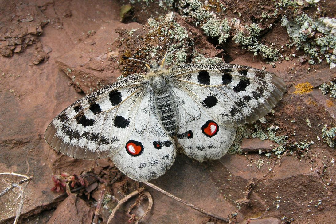 Dieser Apollofalter gehört zur erfolgreichen "Mosel-Trilogie" von Daniel Franzen aus Mainz-Kastel.