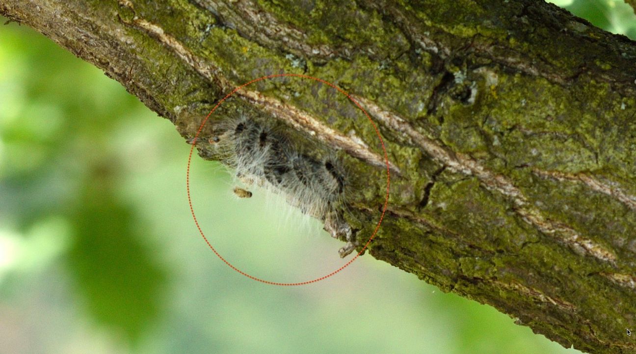 Auch im Rhein-Hunsrück-Kreis bestehen mögliche Gesundheitsgefahren durch Eichenprozessionsspinner.