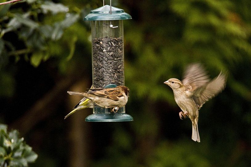 Haussperlinge an einer Futtersäule. Foto: Günter Lessenich/NABU Euskirchen