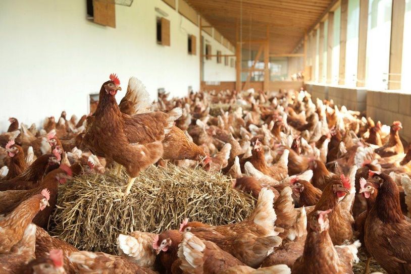 In der Eifel setzen immer mehr Landwirte auf Legehennen. In Brandscheid erhebt sich Widerstand gegen den Bau eines Stalls nahe ihrer Wohnhäuser. Foto: Lehnertz