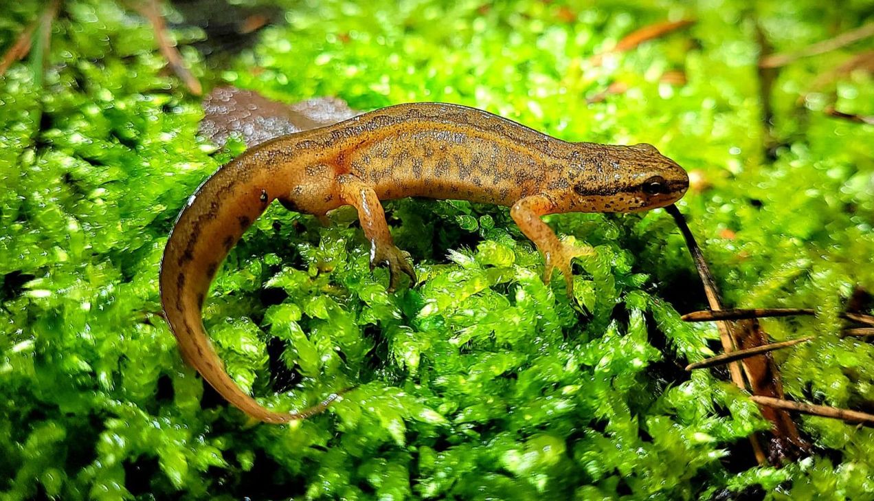 Ein Fadenmolch.