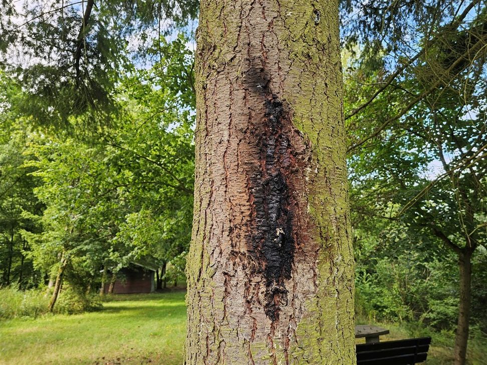Brandspuren sind am Baum sichtbar.