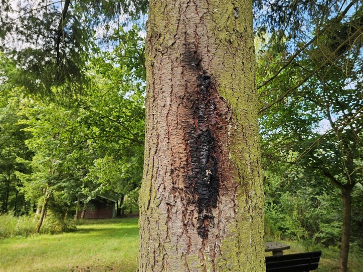 Brandspuren sind am Baum sichtbar.