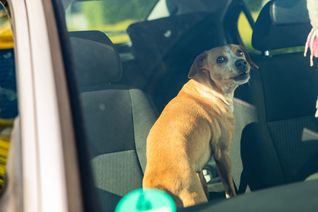 Das Veterinäramt der Kreisverwaltung Mayen-Koblenz weist darauf hin: Ein Tier darf niemals im geparkten Fahrzeug zurückgelassen werden – auch nicht für kurze Zeit.
