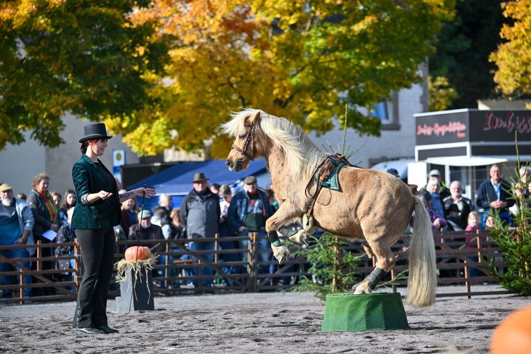 Der Pferdemarkt war das Highlight am Dienstag.