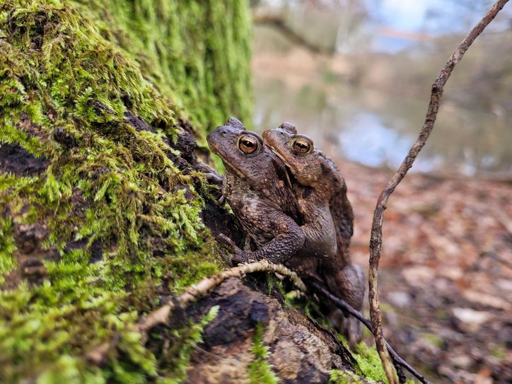 Bei Erdkröten tragen die Weibchen die kleineren Männchen »huckepack« zum Laichgewässer.
