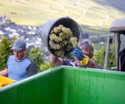 Die Erntemenge der Weinlese 2025 ist niedriger als erwartet.