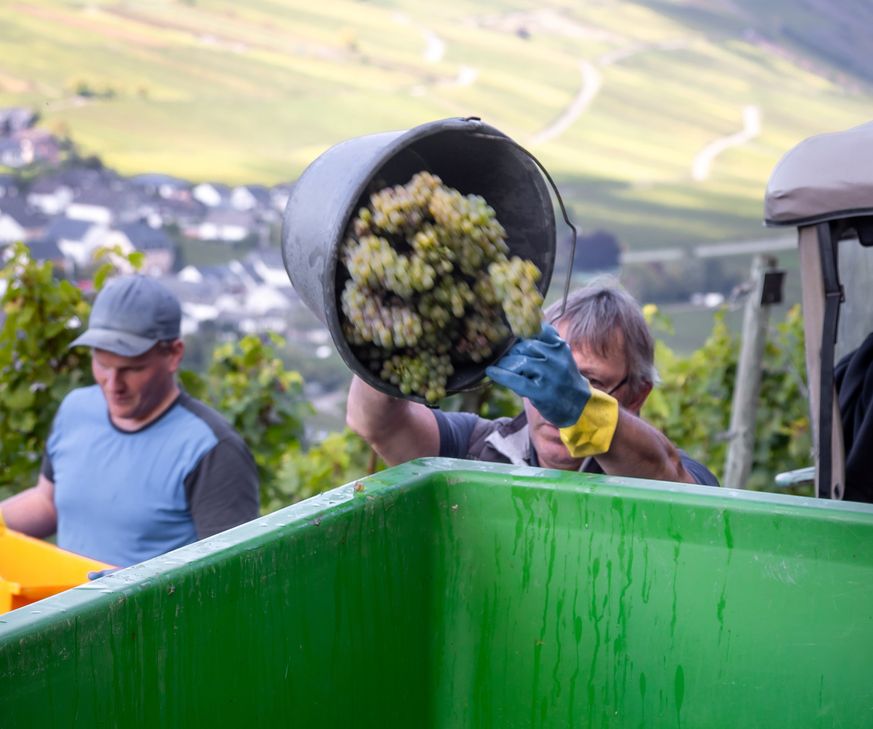 Die Erntemenge der Weinlese 2025 ist niedriger als erwartet.