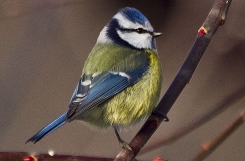 Die Blaumeise dürfte von vielen Naturfreunden beobachtet werden.