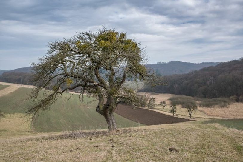 Weite Wiesenlandschaften im Krayerbachtal.
