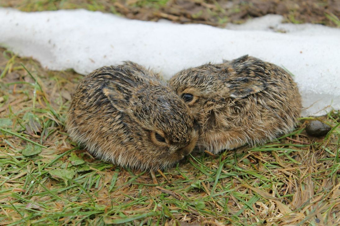 Junghasen. Foto: Caje/LJV RLP