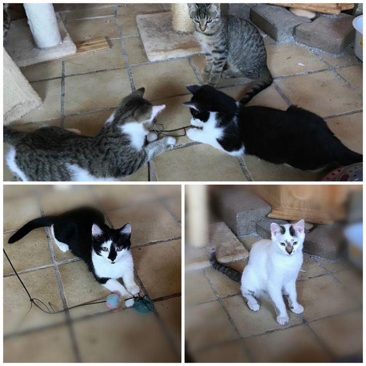 Zuhause gesucht