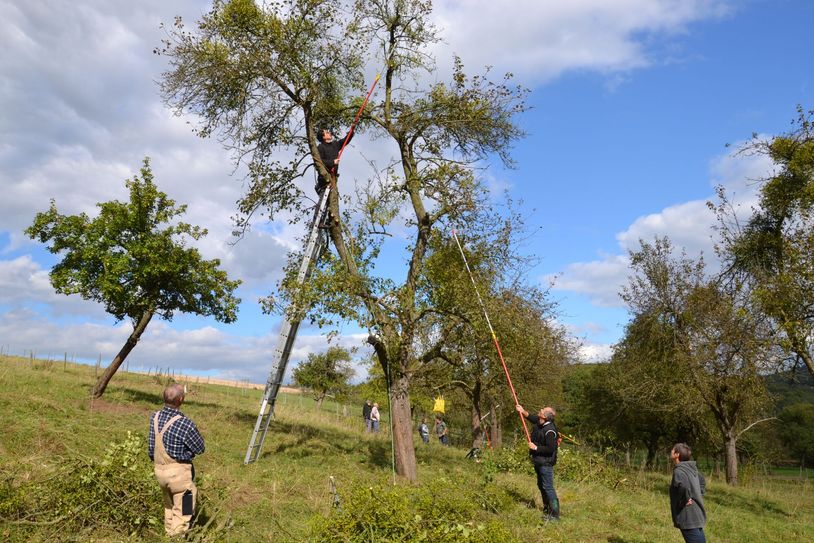 Obstbaumschnittkurse im Naturpark