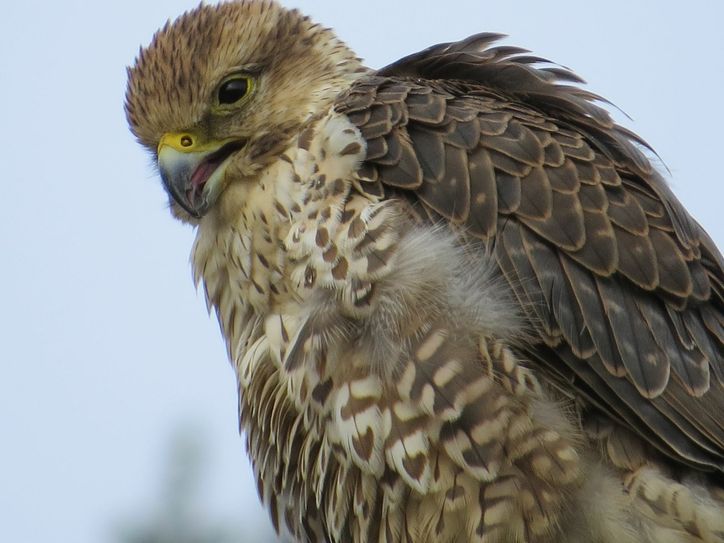 Aufatmen: Der Falke, nach dem lange gesucht wurde, ist wieder da. Ihm geht es gut. Foto: Hans Theo Krüger
