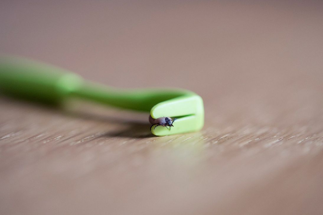 Meist lassen sich die Zecken leicht entfernen: Zum Beispiel mit einer Zeckenzange. Foto: TASSO e.V.
