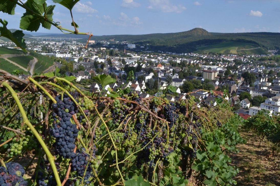 In Kürze startet die Traubenlese unter anderem oberhalb von Bad Neuenahr-Ahrweiler. Foto: Mager