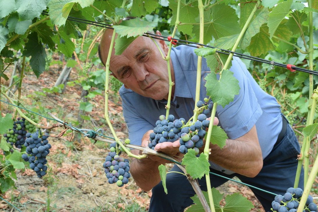 Hubert Pauly, Präsident des Weinbauverbandes Ahr, begutachtet die Trauben in der Lage »Alte Ley«.  Durch professionelles Entfernen einiger Blätter an den Trieben bekommen die Früchte mehr Licht. Illegales Entfernen von Weinblättern führt allerdings zu wirtschaftlichen Schäden. Foto: Scholl