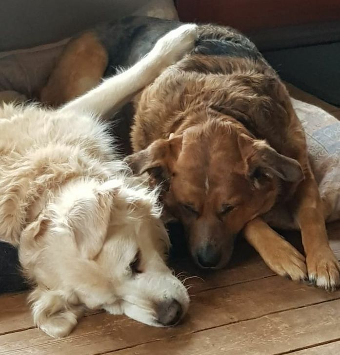 Hunde sind beliebte Haustiere und aus vielen Familien nicht wegzudenken. Aber sie kosten auch eine Menge Geld. Beim Steuersatz machen die Kommunen in Nordrhein-Westfalen große Unterschiede. Foto: M. Nielen