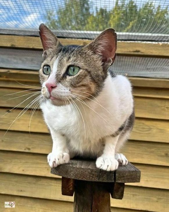 Milo möchte raus aus dem Tierheim.