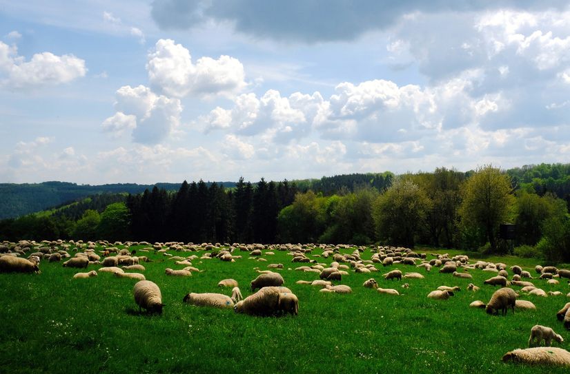 Landschaftsaufnahmen wie diese mit einer Schafherde bei Eicherscheid prägen den Eifelkalender von Peter Stollenwerk.