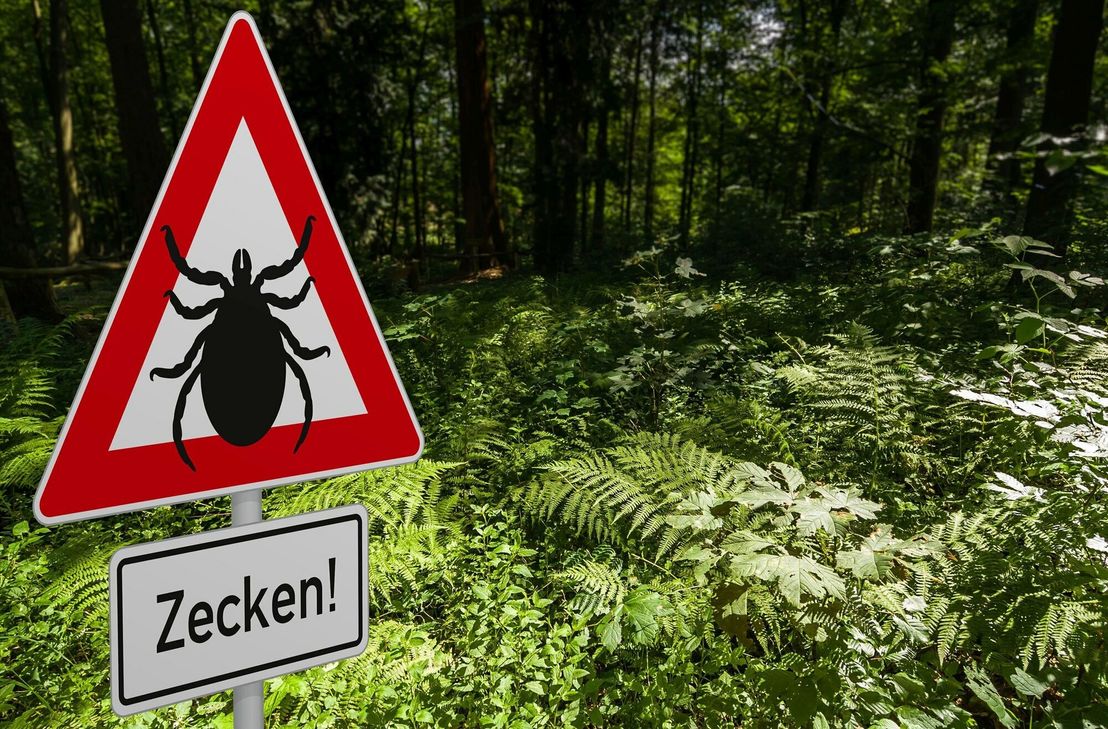 Achtung Zecken:  Sie sind Überträger von FSME und Borreliose.