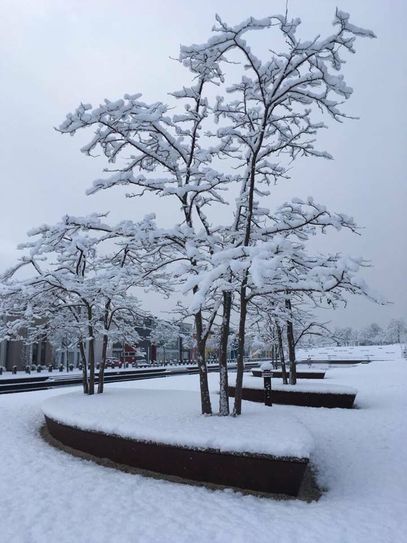 Winterwunderland auf dem Petrisberg. Foto: Neumann