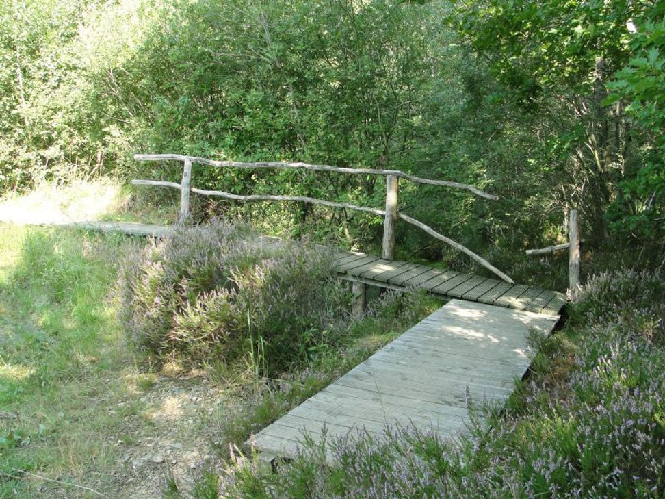 Eine kleine Brücke und Holzstege leiten über feuchte Passagen.