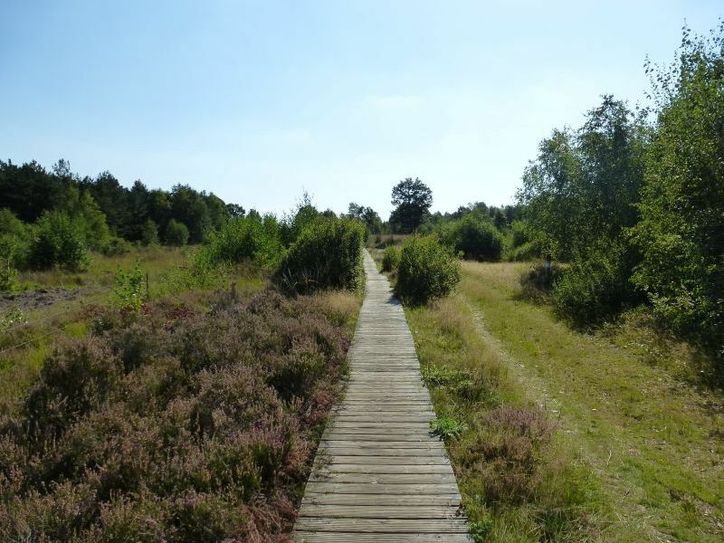 Wanderung durch eine üppige Heidelandschaft.